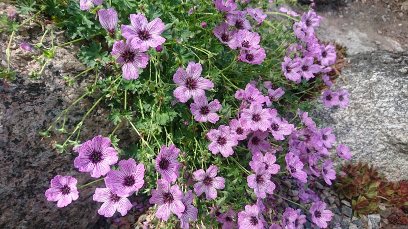 Geranium cinereum 'Rothbury Gem'